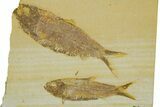 Plate With Two Fossil Fish (Knightia) - Wyoming #373852-1
